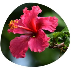Leuchtende Hibiskusblüte - eine aromatische Zutat in unserem Safranwunder Balance Tee.