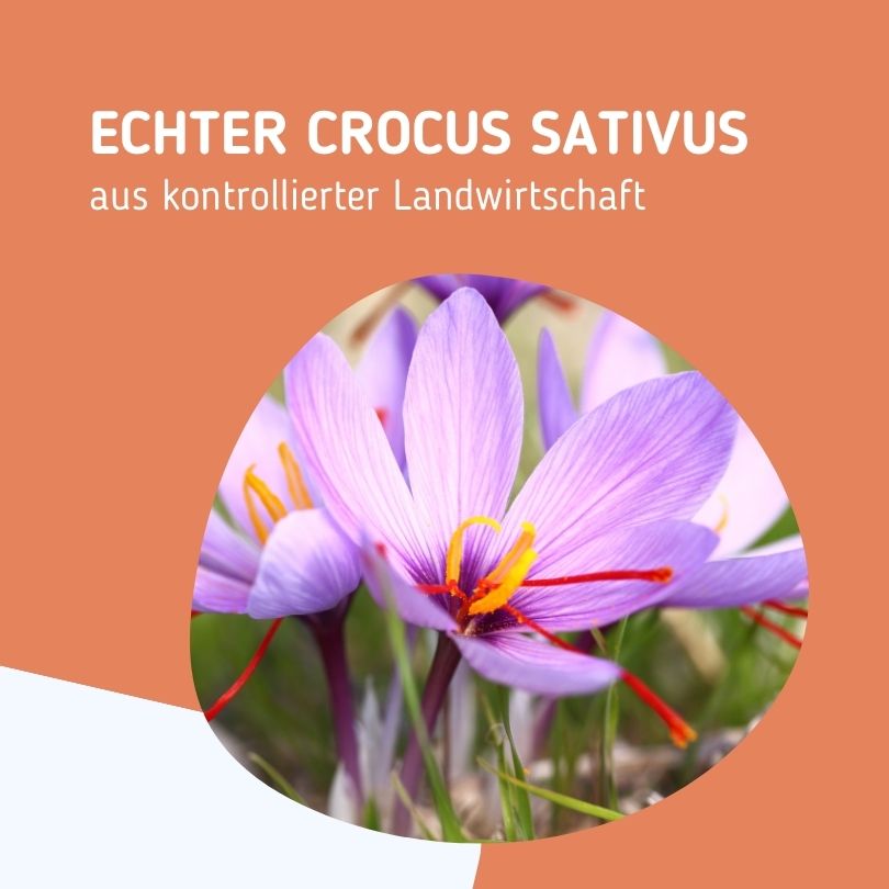Crocus Sativus aus kontrollierter Landwirtschaft