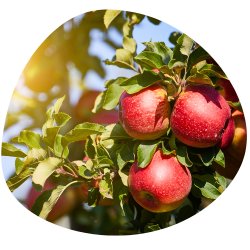 Fröhliche, reife Äpfel hängen an einem Baum - eine Hauptzutat unseres Safranwunder Balance Tees.