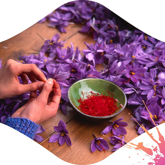 Safran der gepflückt und handverlesen wird