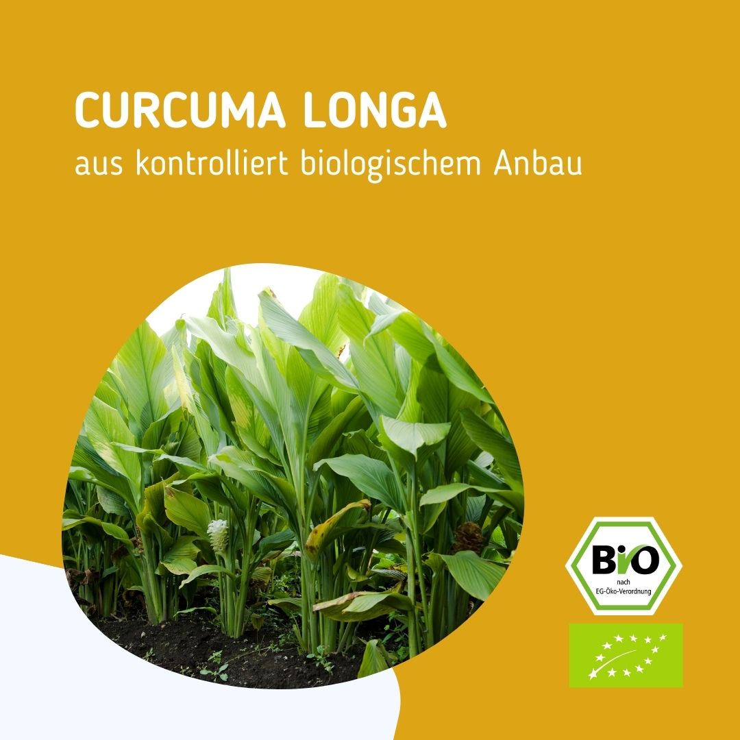 Curcuma Longa Pflanze aus nachhaltiger Landwirtschaft