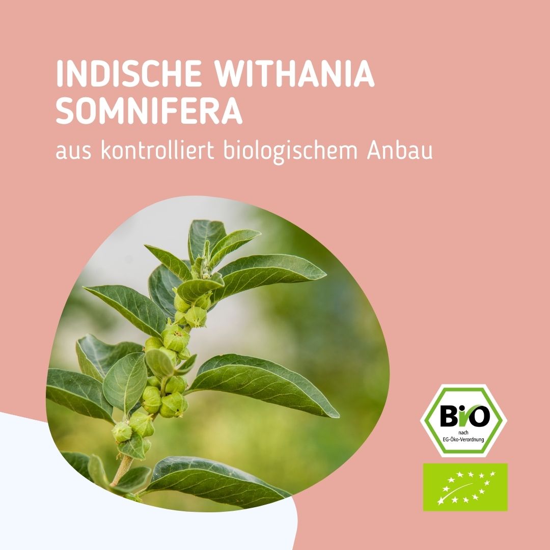 Indische Withania Somnifera aus Bio Landwirtschaft